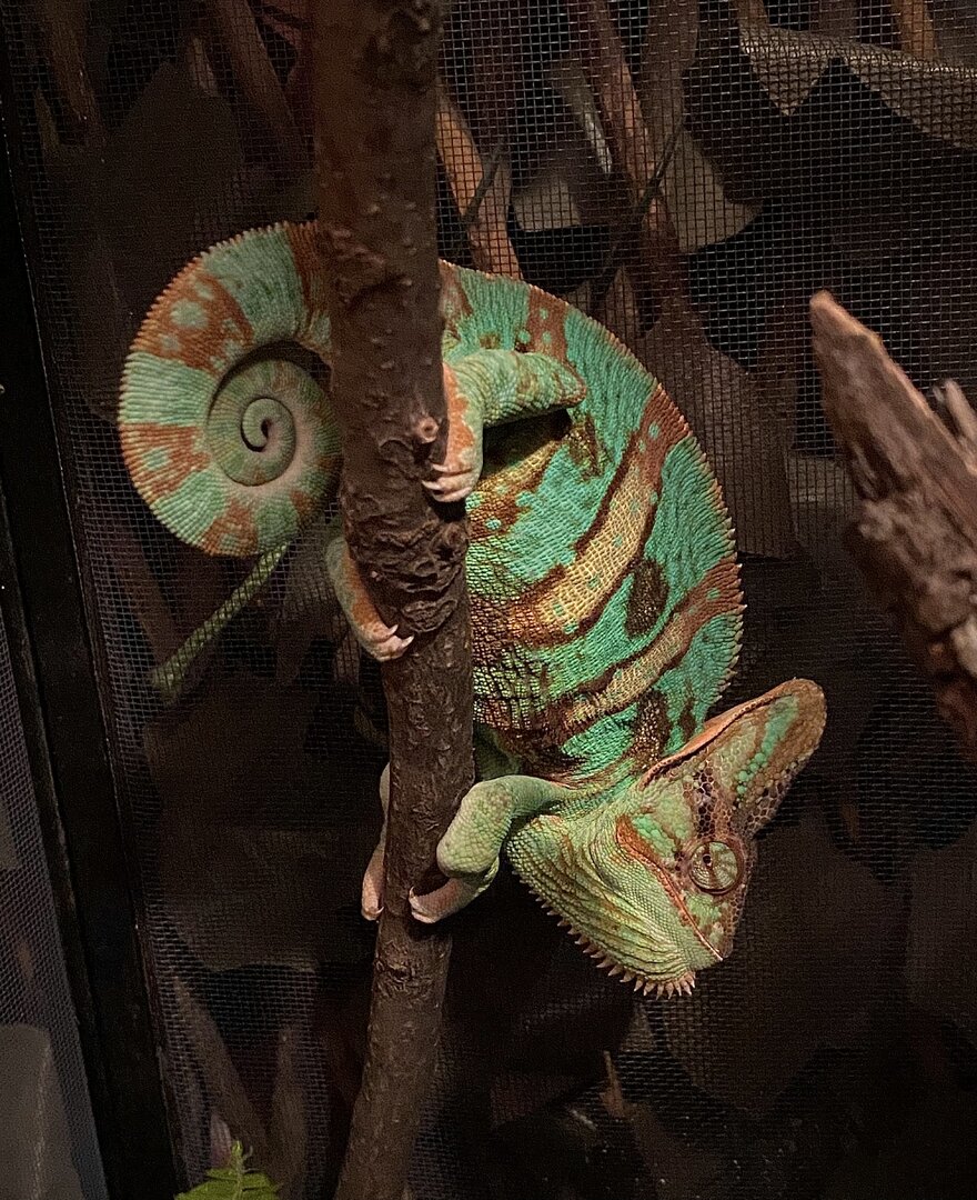 Stink Eye