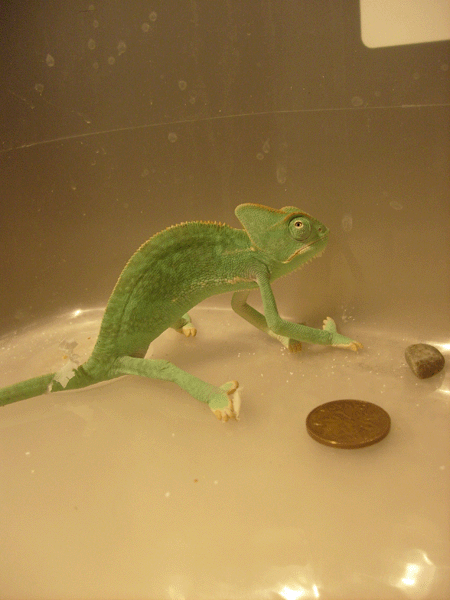 Story Compared To A Penny.