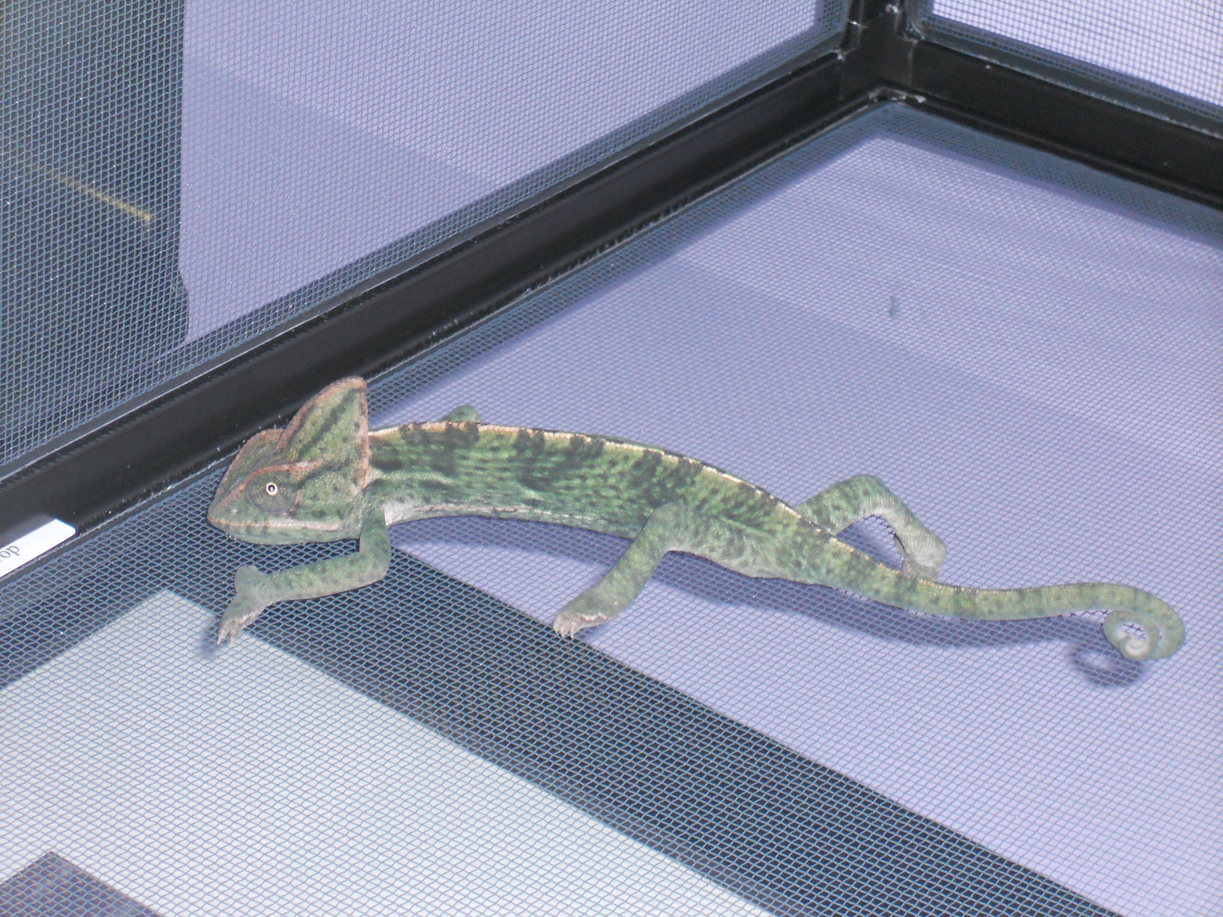 Stretchy Chameleon!