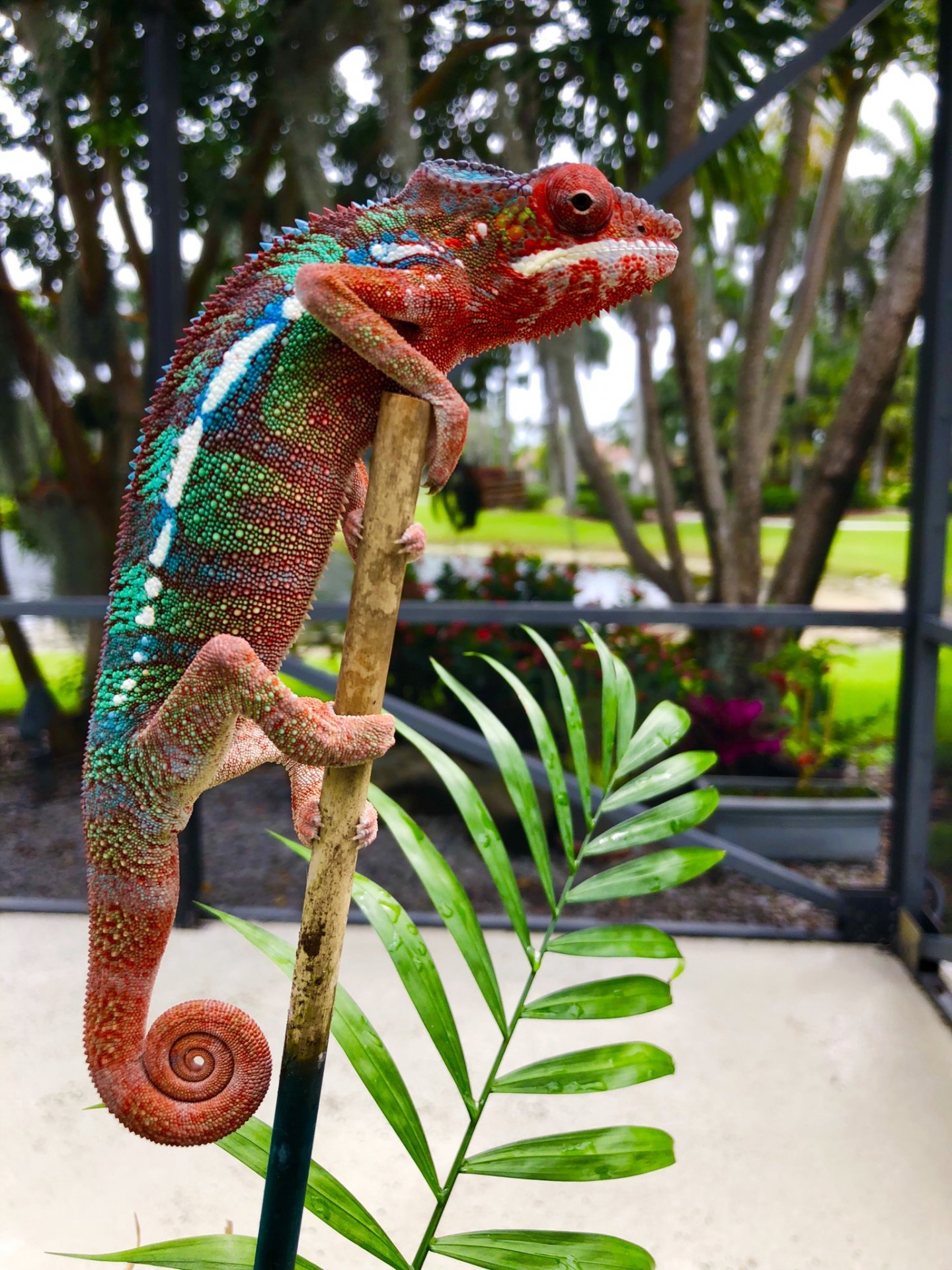 Strike a pose! | Chameleon Forums