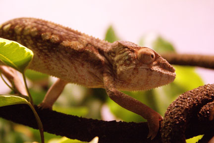 Strutting her stuff on her way to her basking branch.