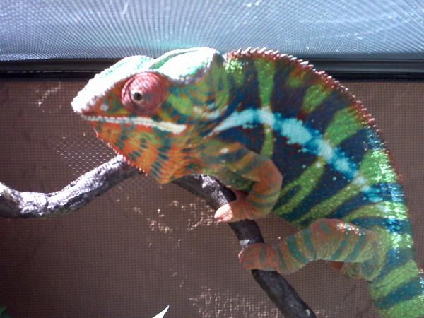 Stud MALE