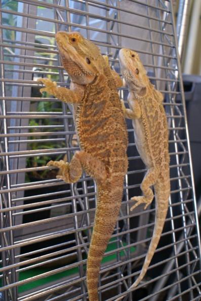 Studly and Honey just hanging out