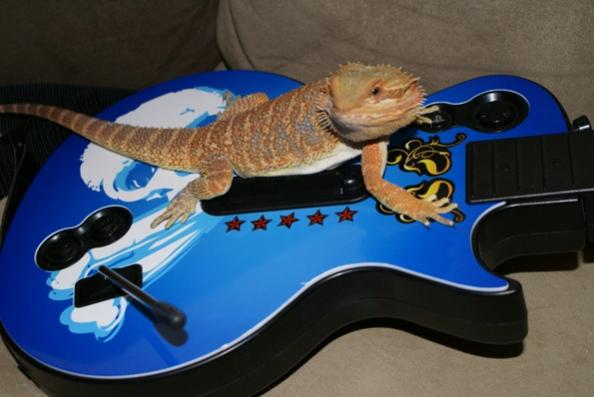 Studly playing Guitar Hero!