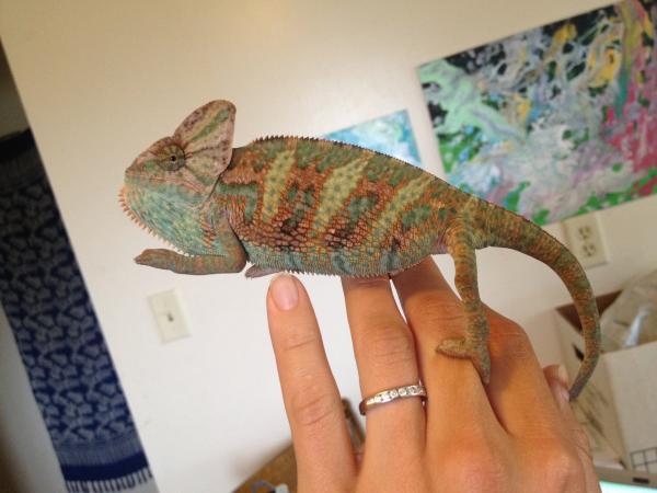 Sulley is now 5 1/2 months old and showing some pretty spots when he "spots" =) he's future mate Millie in her cage! He is 40 grams now.