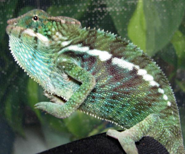 SUNDOG- 18grams Aug 29 2009 Ambanja from NW Chameleons