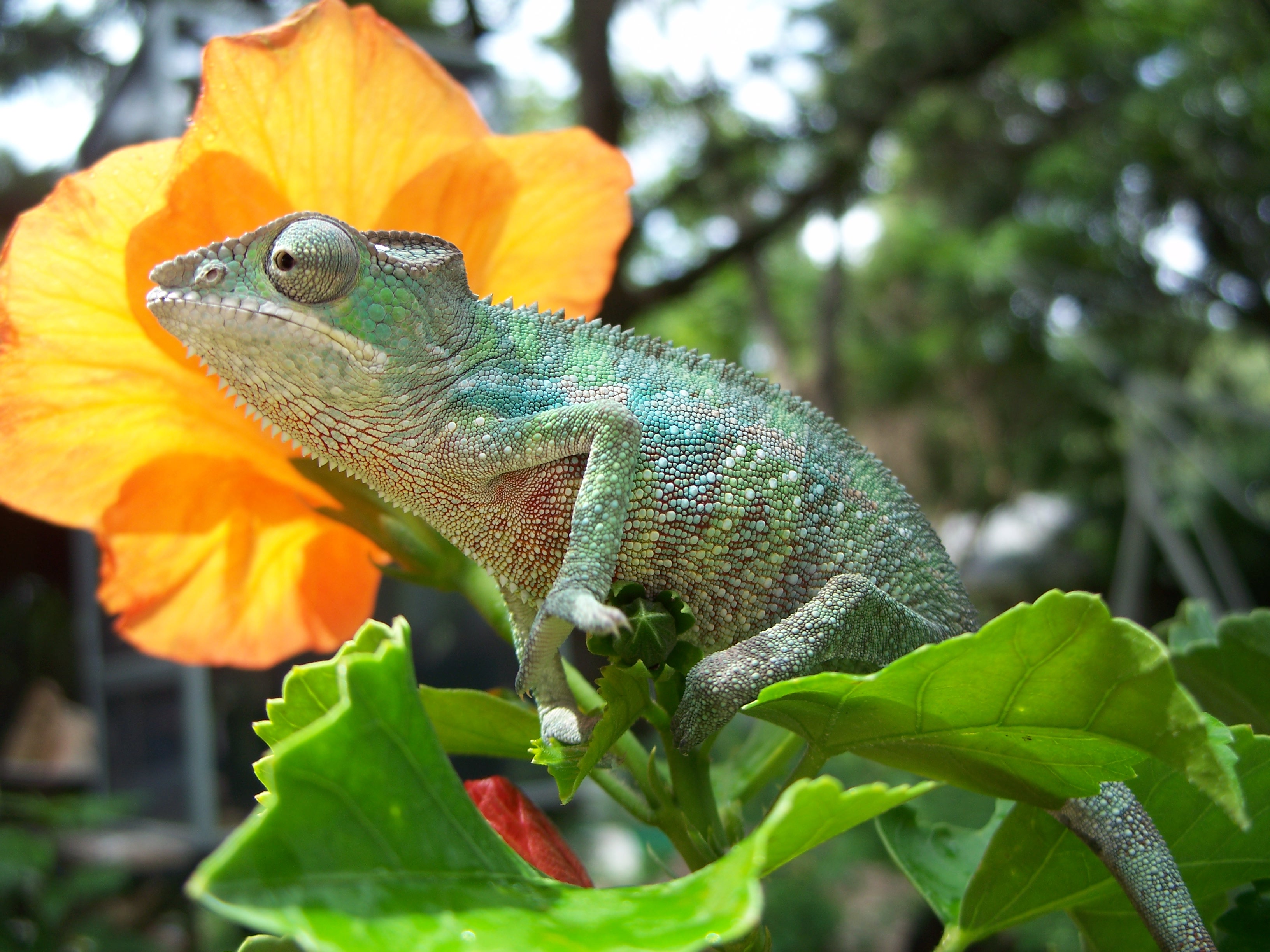 Sunning On Hibiscus