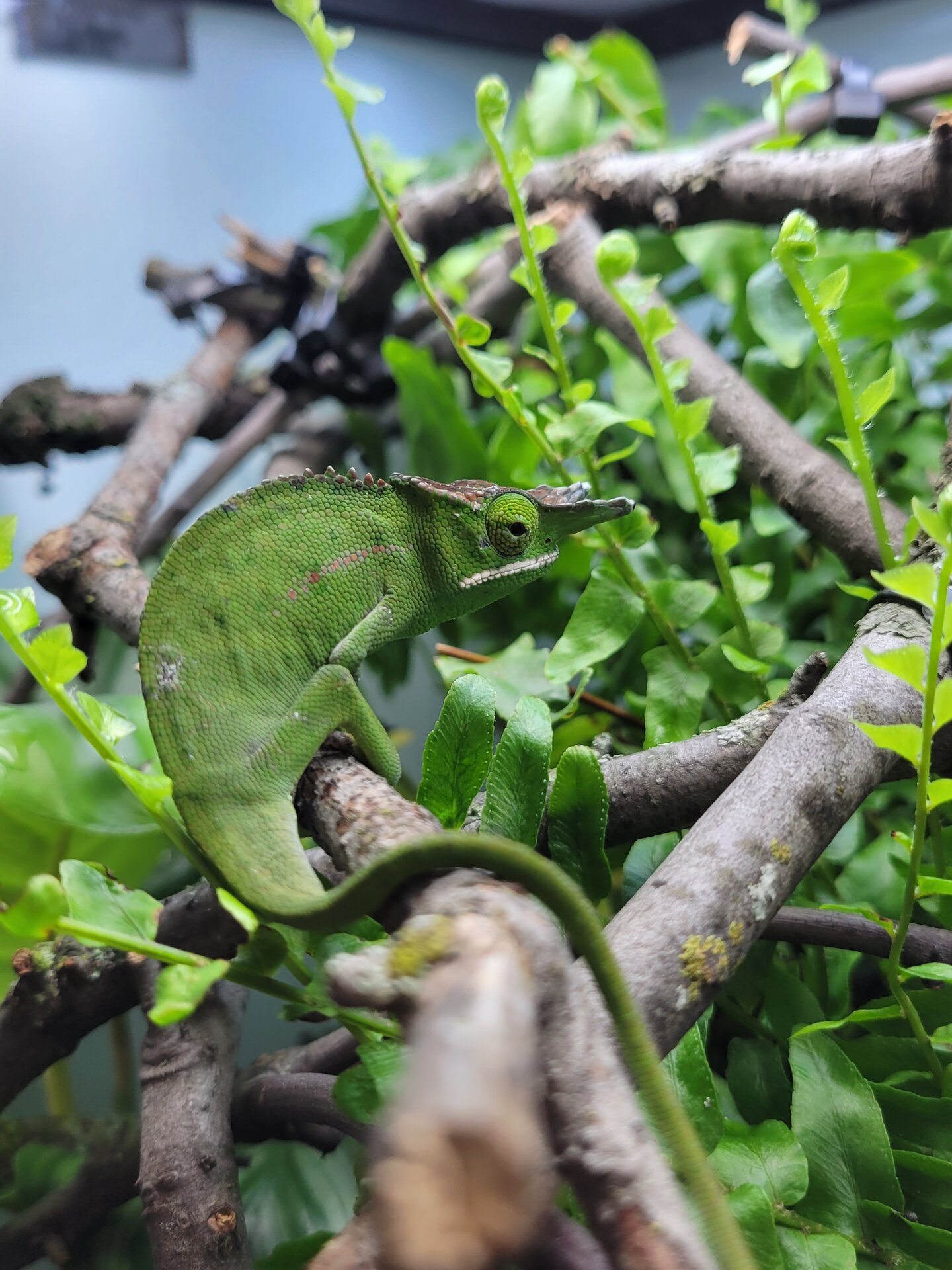 Sunny the WC Male F. willsii