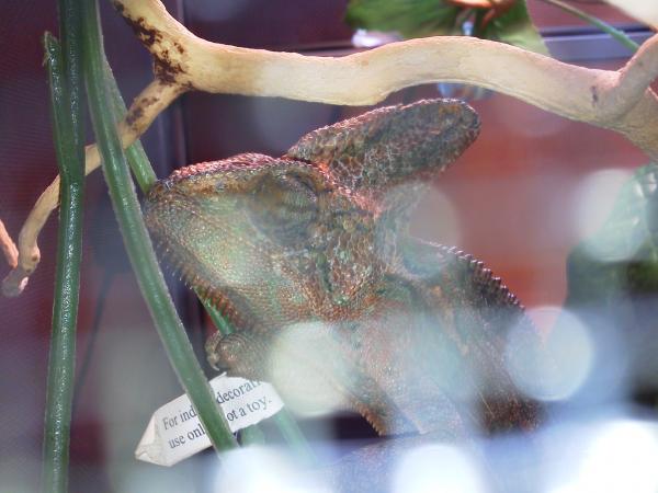 Sunset Veil Chameleon at my LPS