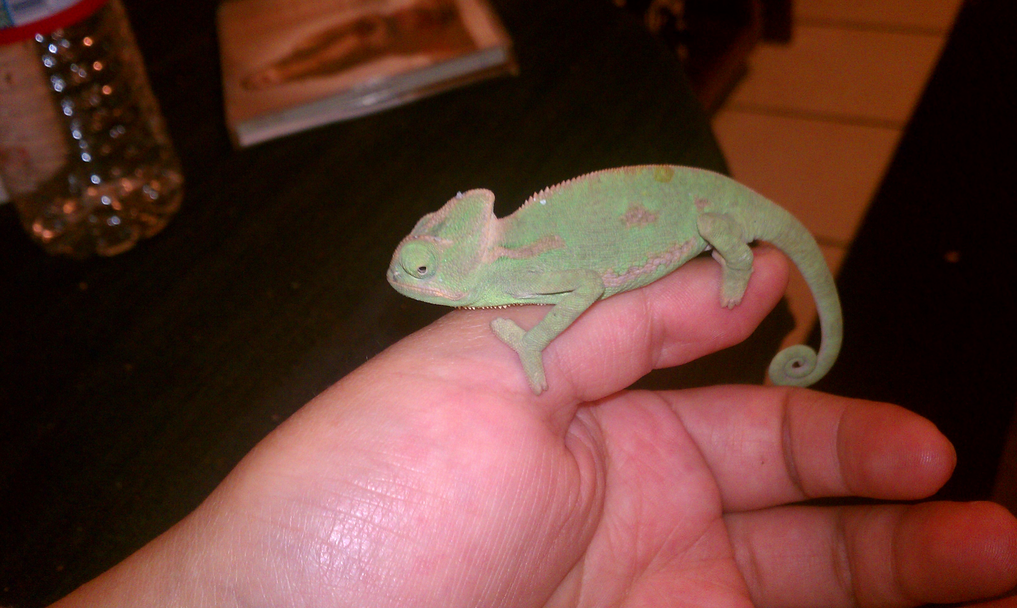 Sunshine.. My First Chameleon :-)