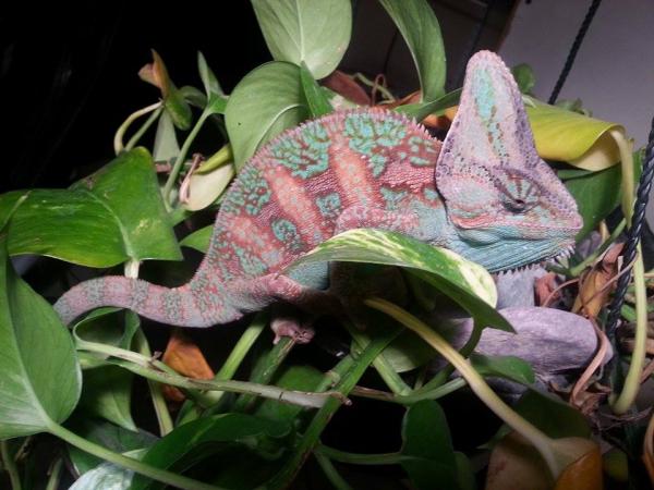 Suse 6 month 1