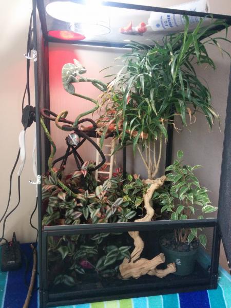 Swatter's New Enclosure!