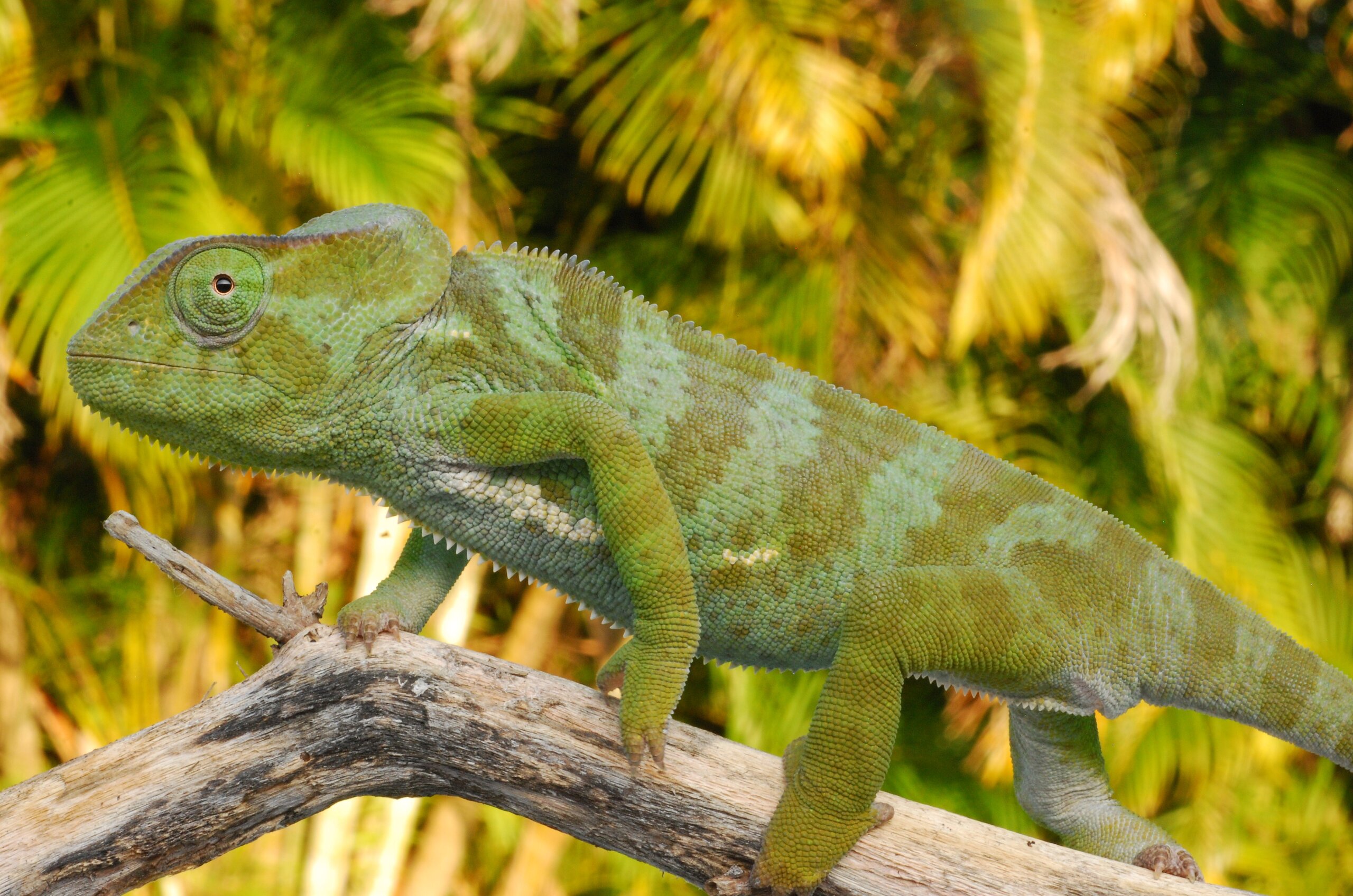 Sweet Little Tate, Chamaeleo gracilis (Graceful Chameleon)