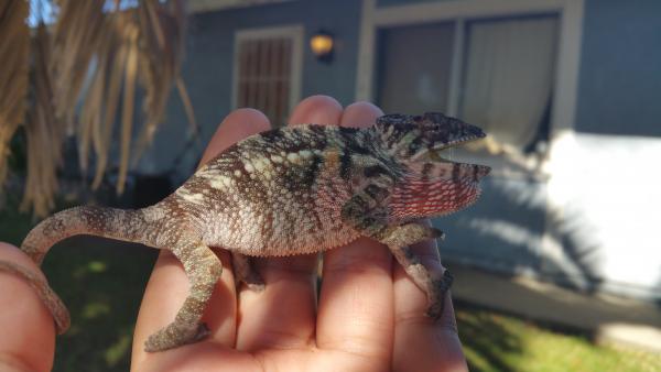 Sweet pea is a 4 month old female blue bar panther from the jungle panthers in Tennessee her sire is Mindanao which is there red body blue bar panther