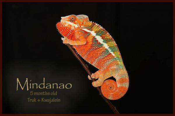 Sweet pea's sire Mindanao a red body blue bar panther from the jungle panthers in Tennessee