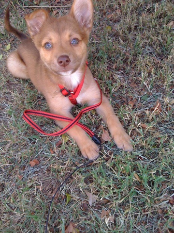 Sydney - rescued from Lake Perris animal shelter