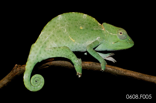 t.deremensus female photo by Fabian Aguirre. Isadora. CB by Fabian Aguirre sister to Dashel. Quite the Drama Queen!