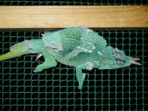 T. Montium male 27/12/09