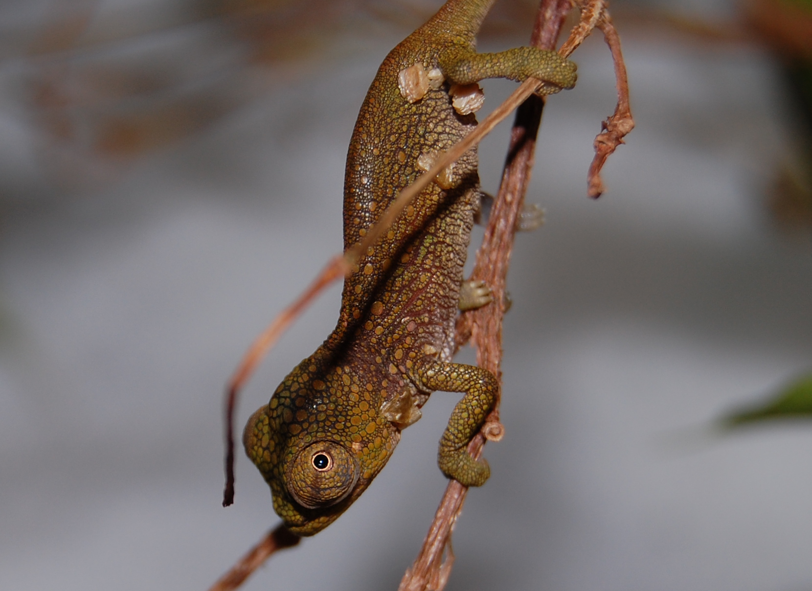 T. Montium Neonate