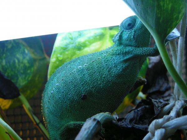 T. Sternfeldi female 27/12/2009