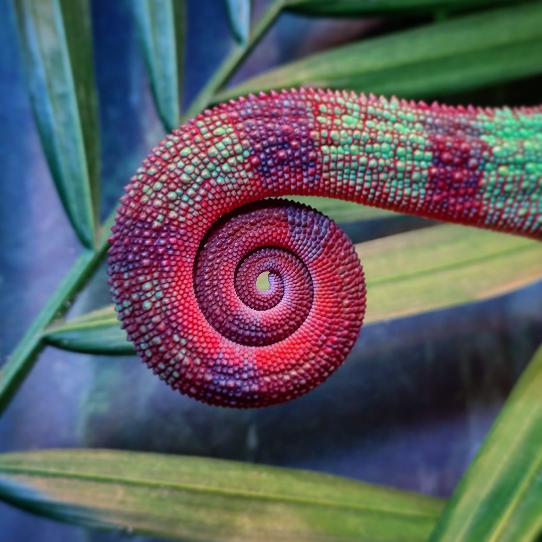 Tail of a red dragon