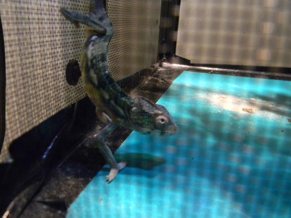 Taken July 21st 2012. He will sometimes get down on the floor of his enclosure to hunt crickets and that is what he doing here. Going after the cricke