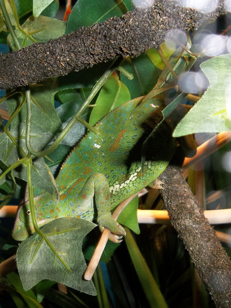 Taken through the mesh, as you can see, but this pic shows off her colours really nicely.

Oh how we all enjoy playing "spot the chameleon" for hour