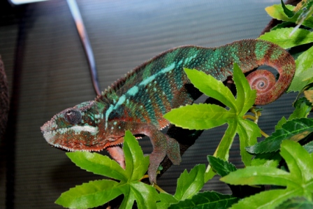 Taking a stroll around the cage.