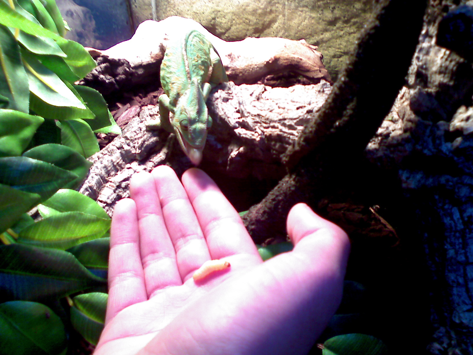 taking aim at a worm