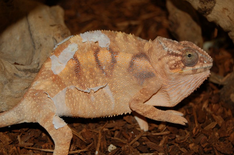 Tamatave Female