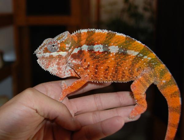 Tamatave Male.  "Fuerer"