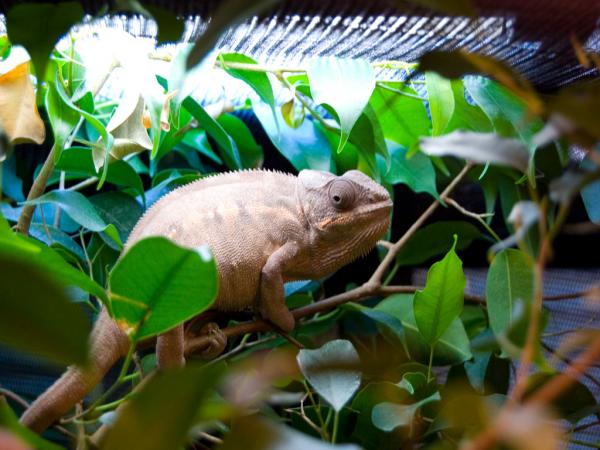 Tamatave ready to lay eggs anytime.