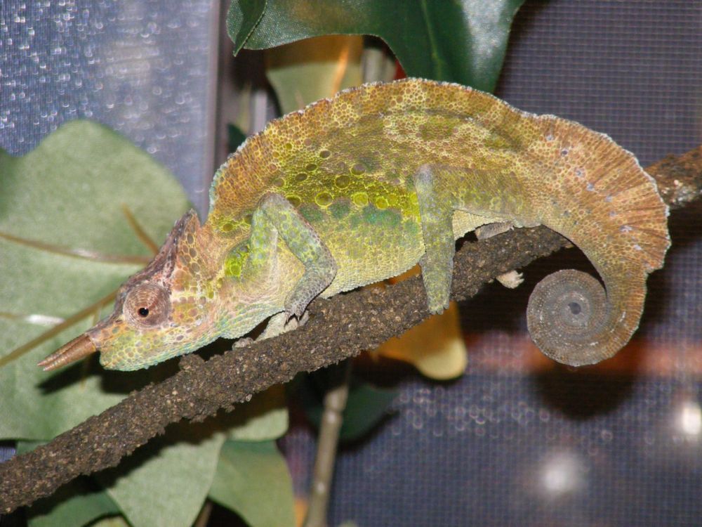 Tank Looking For One Last Silkworm