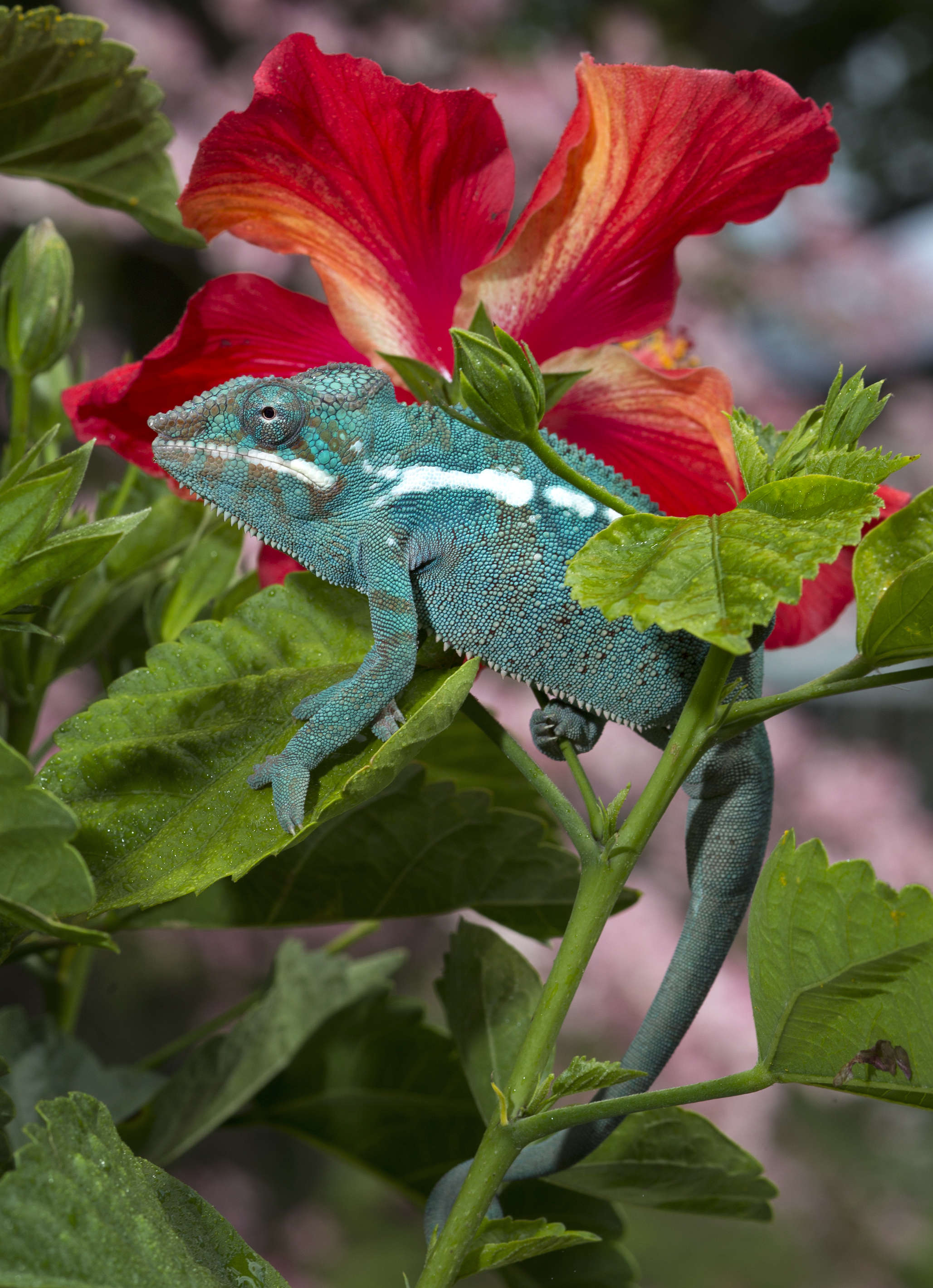 Tank's Hibiscus