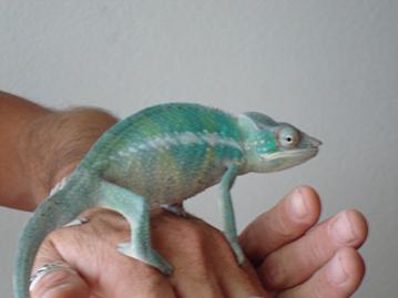 Tau Ambanja Male 7mo