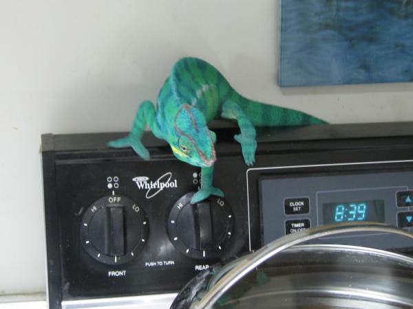 Teaching Your Chameleon To Cook