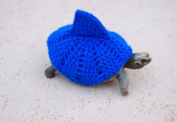 Teddy 1 year and 4 months old  in his shark cozy, weighing 352 grams 9/28/14   #620