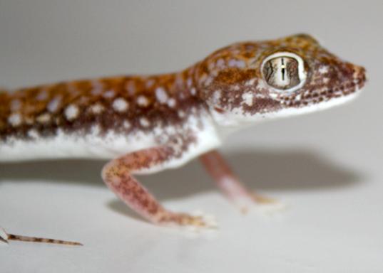 Tequila, my cat eye gecko :)