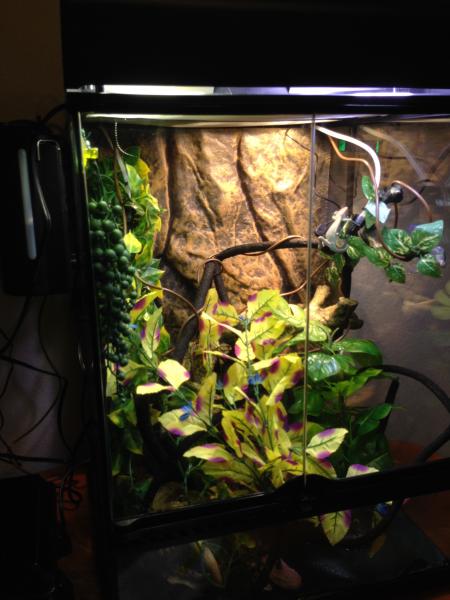 Terrarium setup in December 2014. Since then we have gotten a larger water tank system