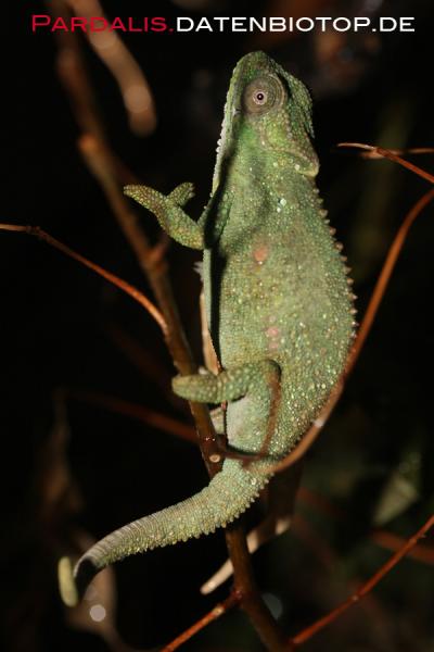thamnobates female