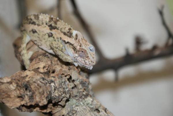 thamnobates nr female
