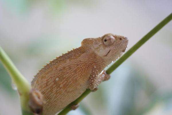 thamnobates nr female