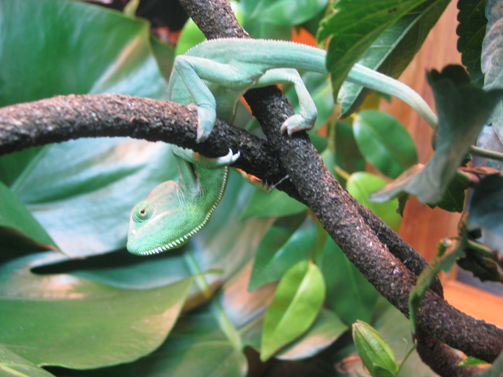 Thats Not How You Do The Limbo....