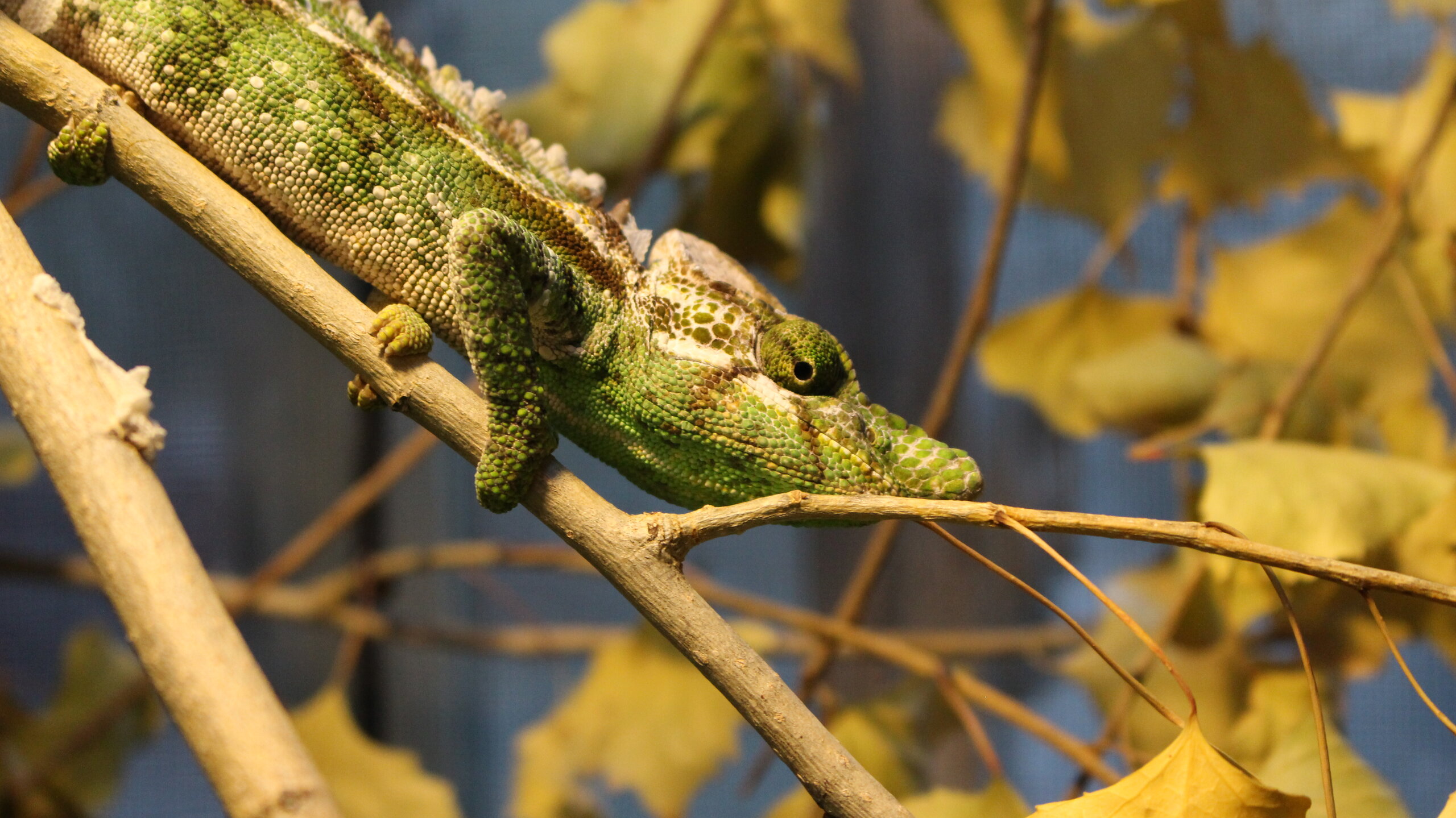 The 100 foot Furcifer Antimena Stare