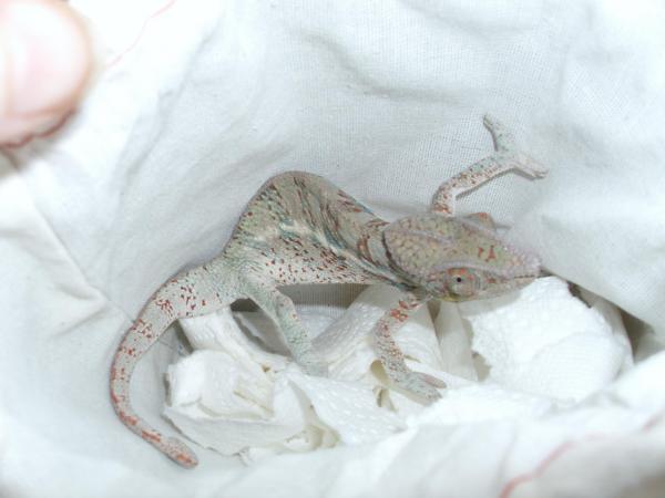 The arrival of Blitz! When I opened his little pouch and seen this I was in love. How adorable, who could resist any little cham!