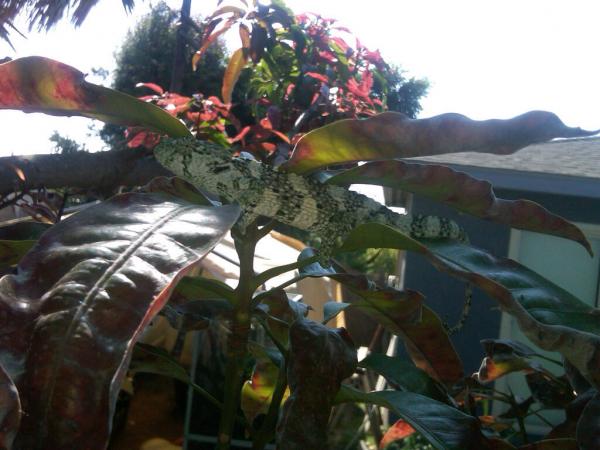 the baby in the mango tree