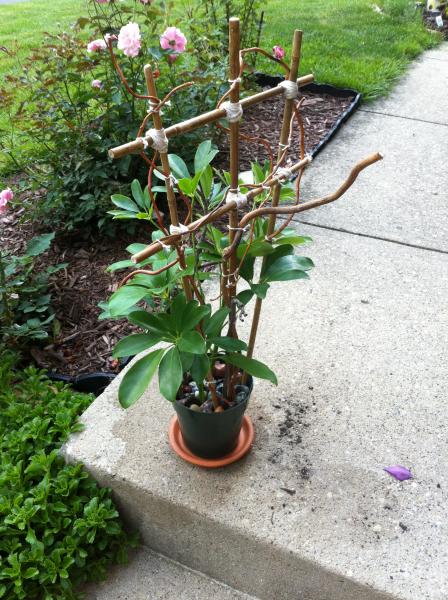 The BACKSIDE of plant with added vines and sterilized sticks. Perches for basking, and perches for cool down. :) Everything sanitized, filed and sande