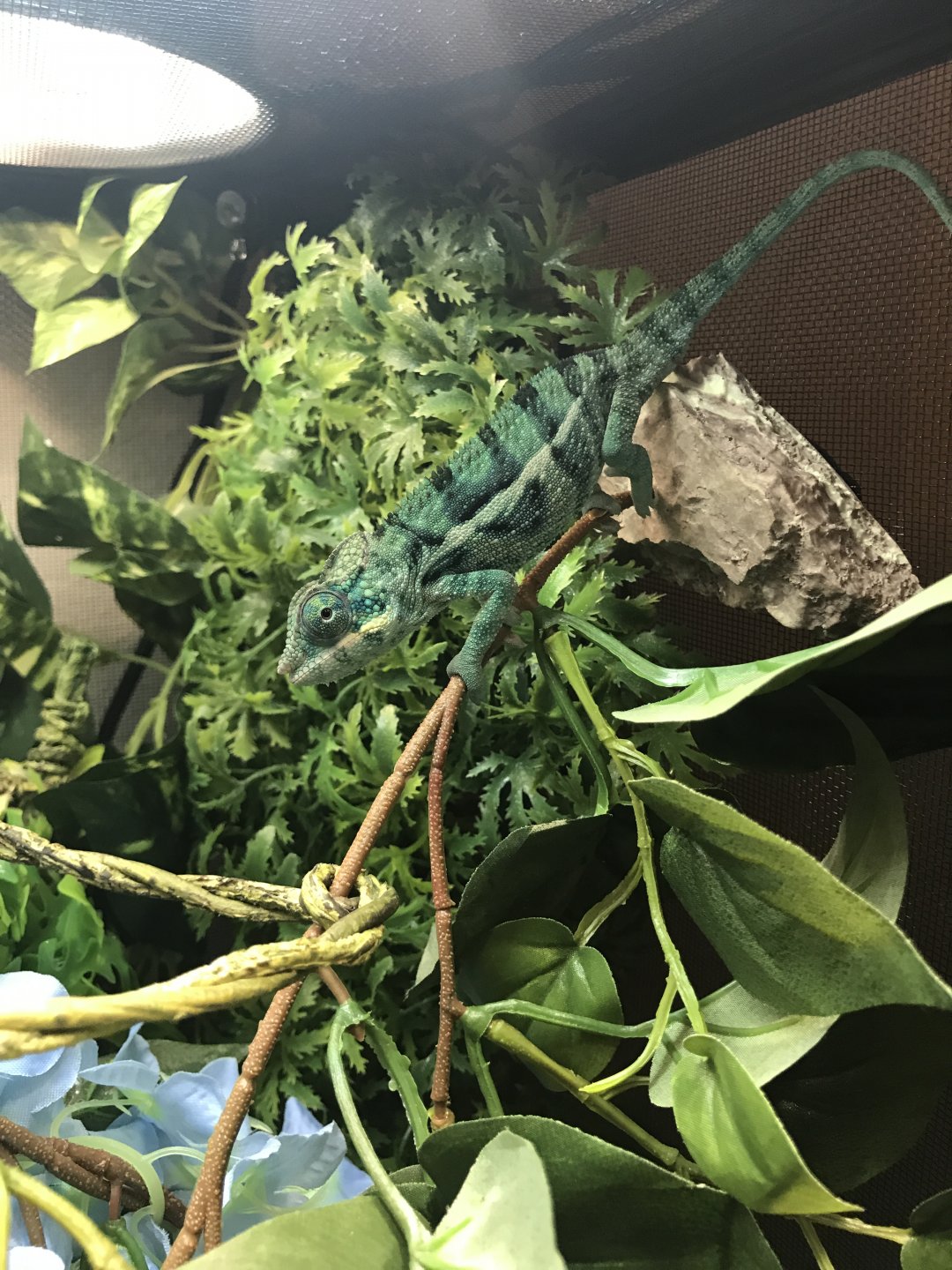 The boy is getting big!