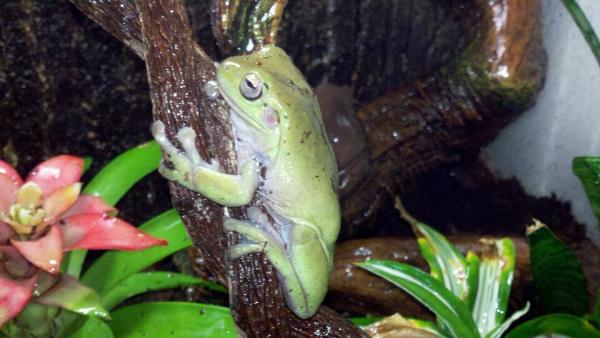 The Captain hanging out on his favorite branch.
