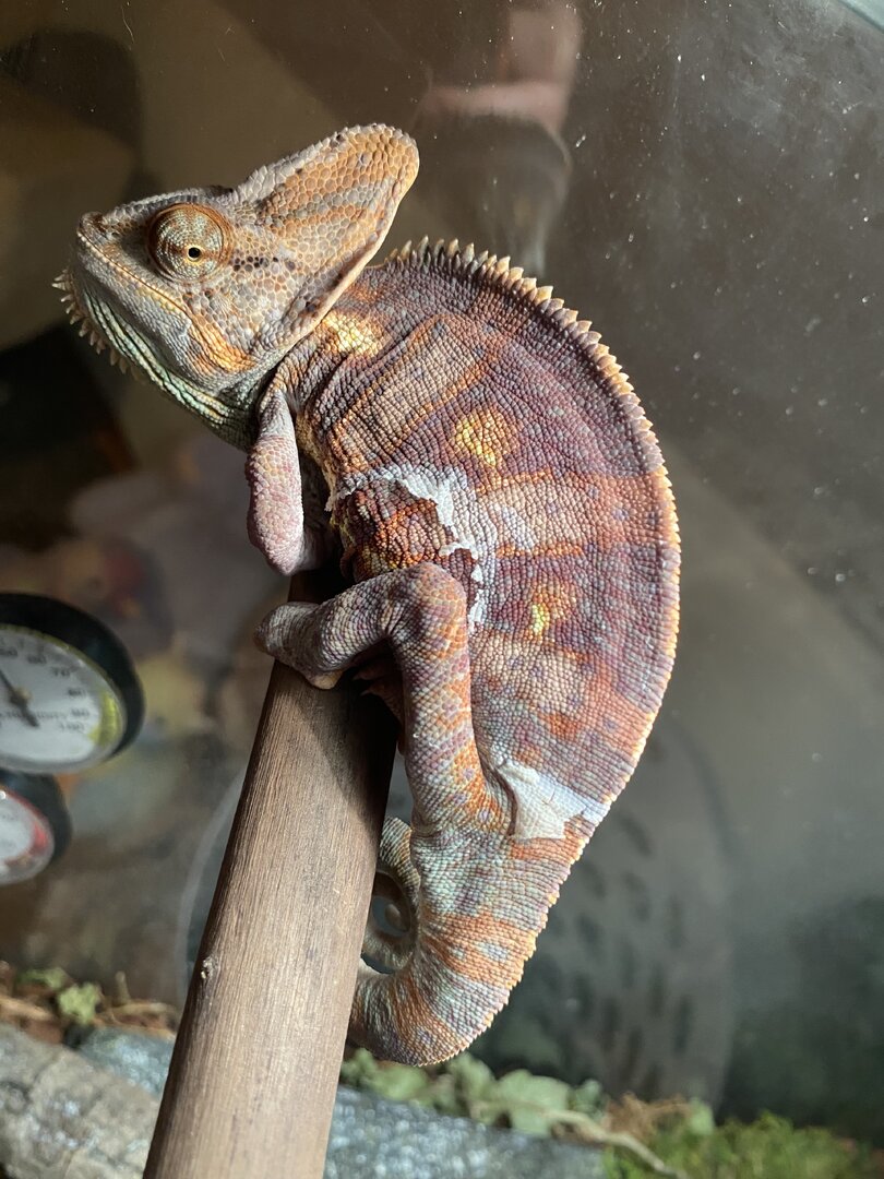 The cold shoulder
